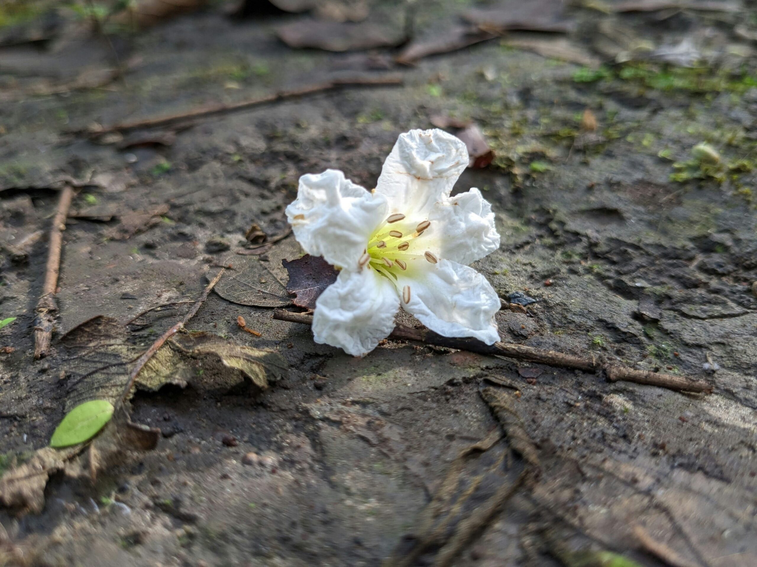 ඔබෙි මතකය